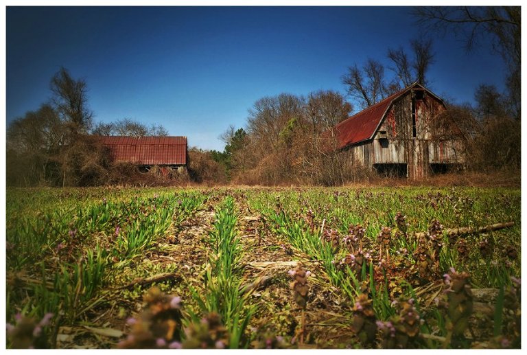 calvert county barns-18