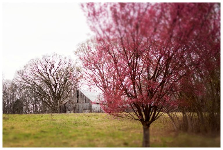 calvert county barns-20