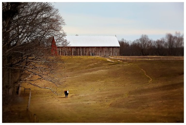 calvert county barns-3